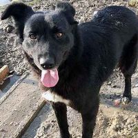 baloo-full